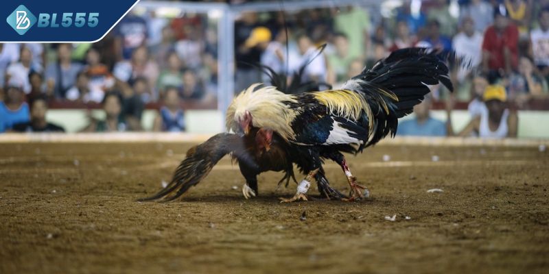Gà nòi đá cựa sắt với tính cách hung dữ
