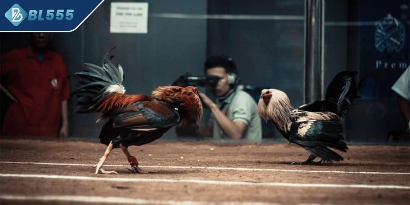 Diễn biến của một trận gà đá Thomo chi tiết
