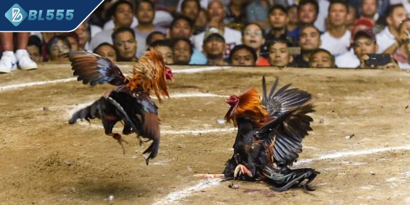 Tổng quát về thể loại đá gà Thomo hôm nay