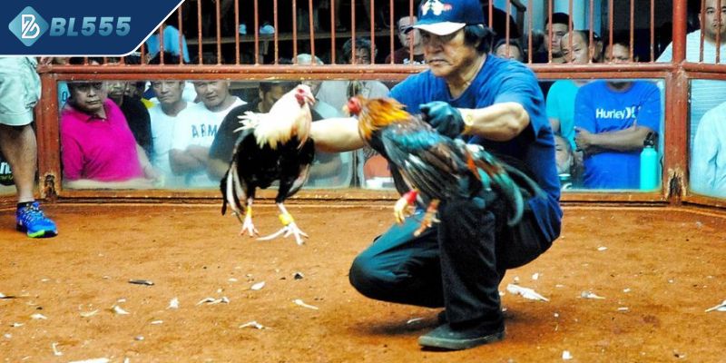 Sân chơi gà Sihanoukville uy tín nhất