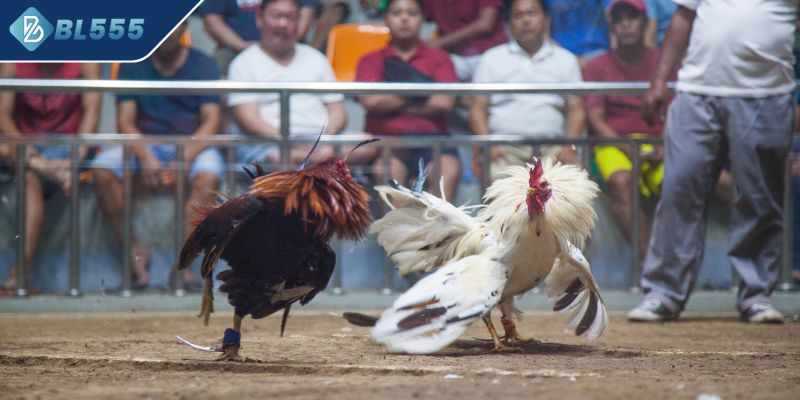 Tổng quát về sân chơi gà uy tín nhất Campuchia