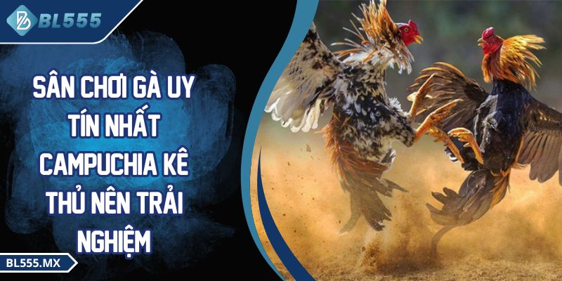 Sân chơi gà uy tín nhất Campuchia